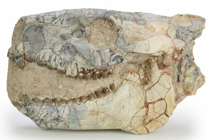 Gorgeous, Fossil Oreodont (Merycoidodon) Skull - South Dakota #249251